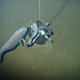 Illustration for article titled Our first glimpse of ocean life at the bottom of an unexplored trench